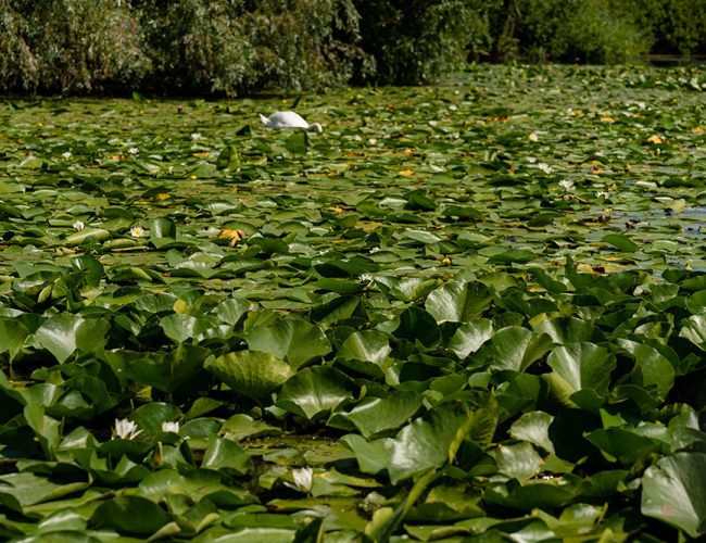 excursii-cu-barca-in-delta-dunarii-10-qu1f8zkn5pvnadj6kyhuevupv8v4l7r1fx2dk97qbs