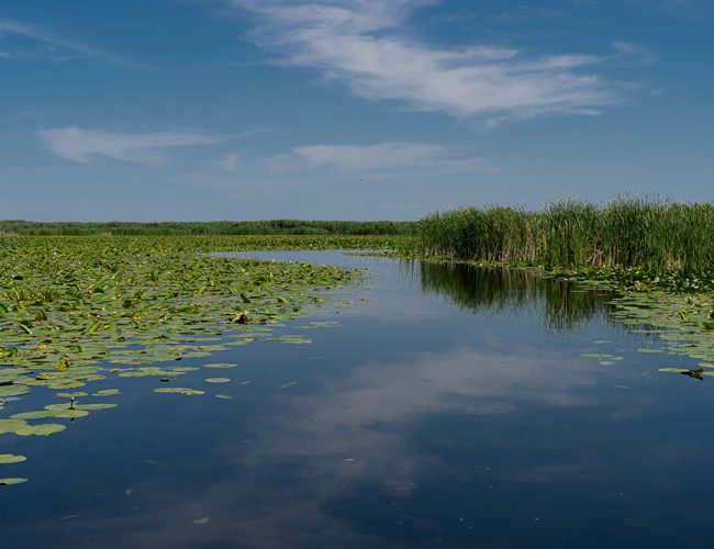 excursii-cu-barca-in-delta-dunarii-13-qu1f957oaq3d81azo0xltufhfk3bvedfgozafwzdag