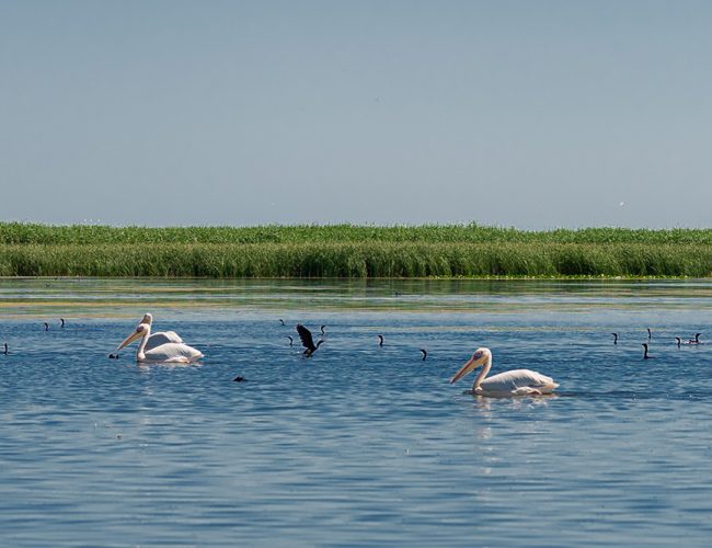 excursii-cu-barca-in-delta-dunarii-15-qu1f9816v8786v6w7k5hjbpv7ppfihomh2xqvqv6rs