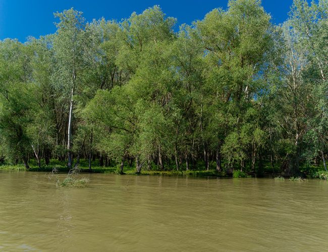 excursii-cu-barca-in-delta-dunarii-30-qu1f9yco6l797y4nxvj1h52rui3pi0l3wp7cbhs5xk