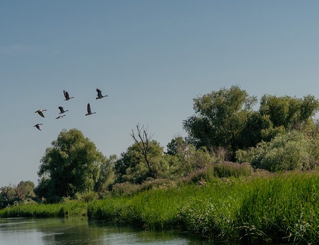 excursii-cu-barca-in-delta-dunarii-36-qu1fa9mqglmp39oa40ekb28az4k42dtvy9162tbfuw